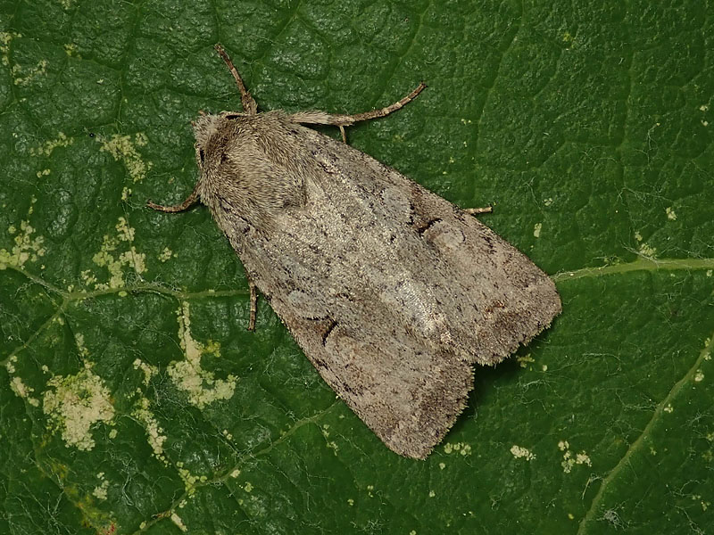 Noctuidae: Euxoa ??